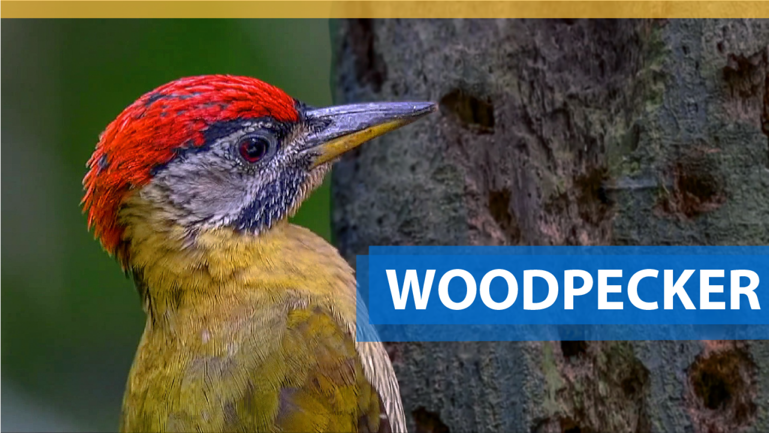 HOW TO GET RID OF WOODPECKERS MAKING HOLES IN STUCCO? | Sky Stucco
