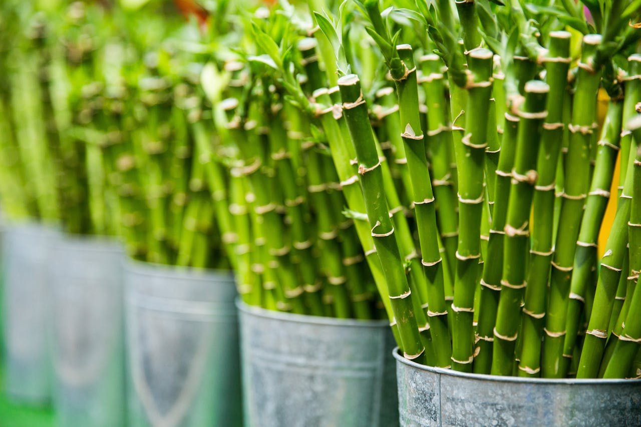 Bamboo sticks in metal buckets.