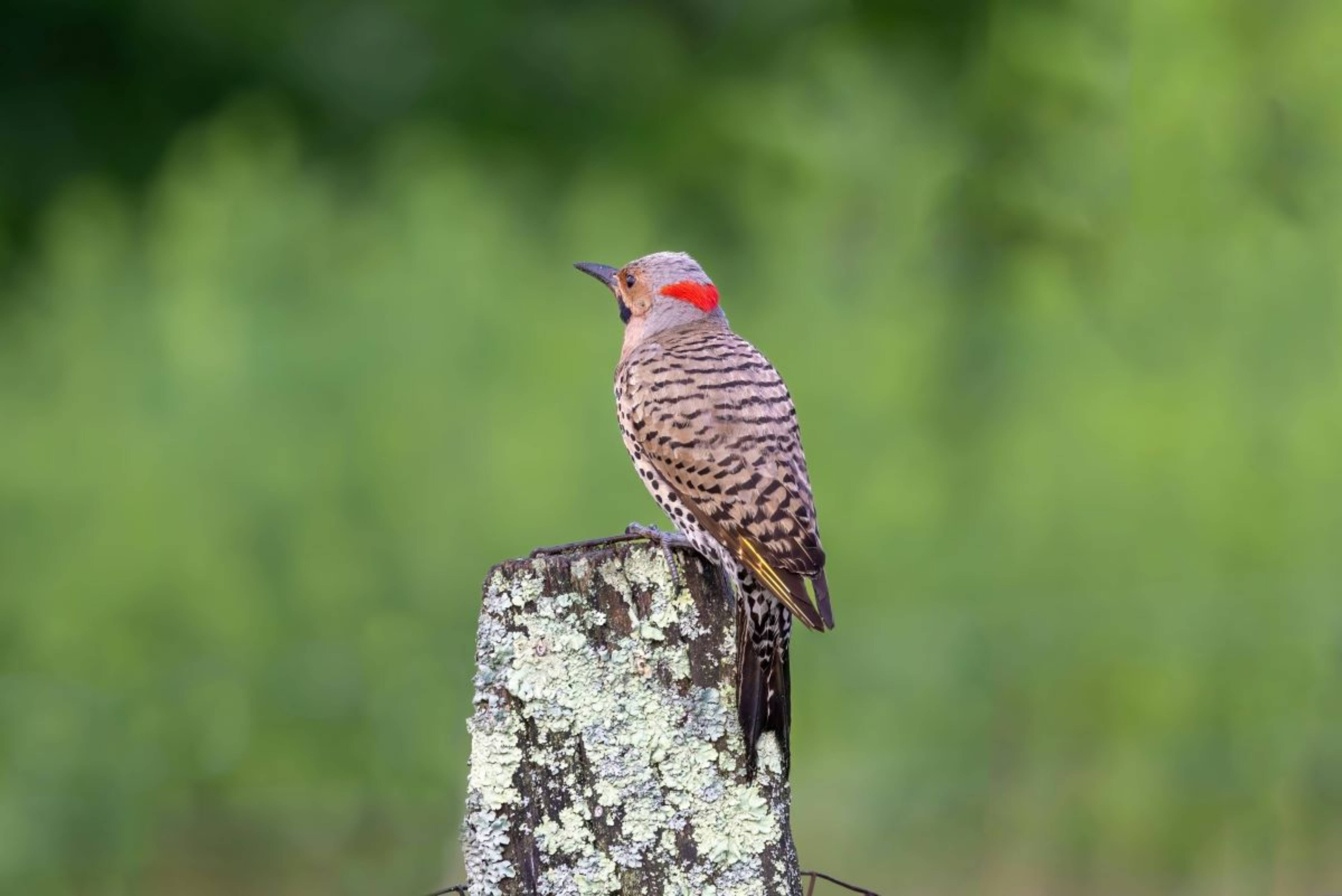 A woodpecker on a fence.